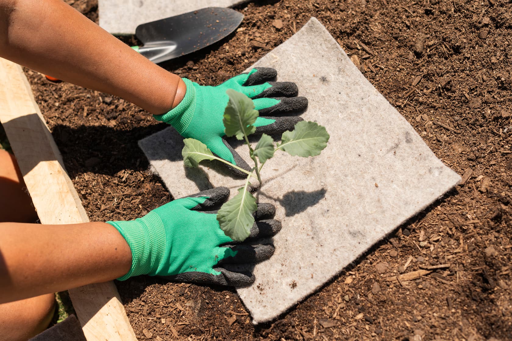 Recycled wool weed mulch mat squares protecting young plants in a garden