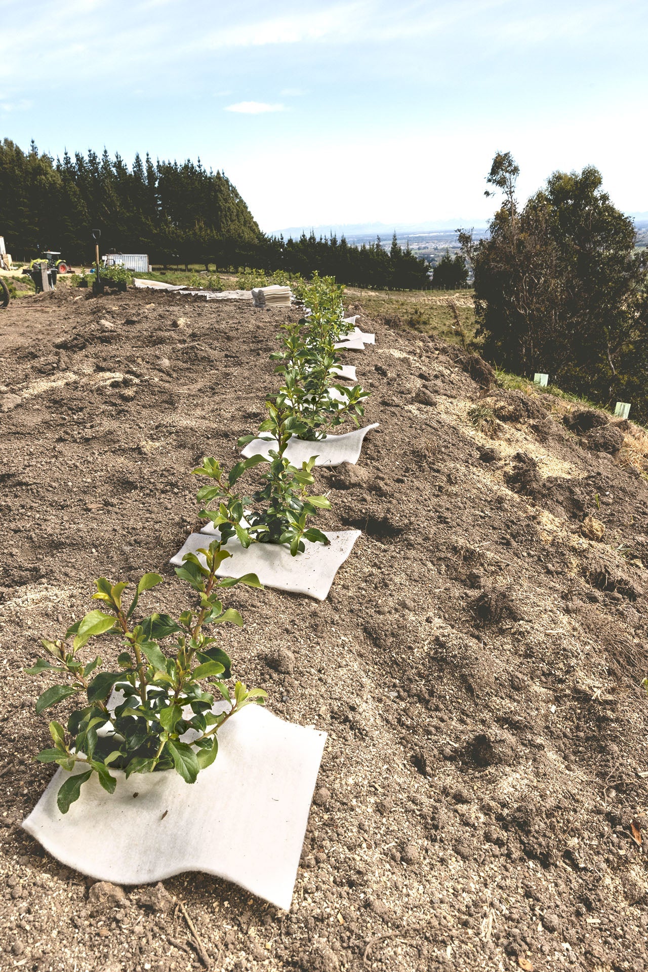 Wool mulch mat squares installed on garden hillside for erosion control