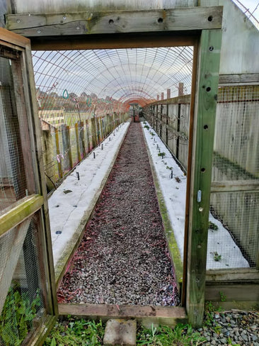 Preparing Your Garden for the Christmas Bloom