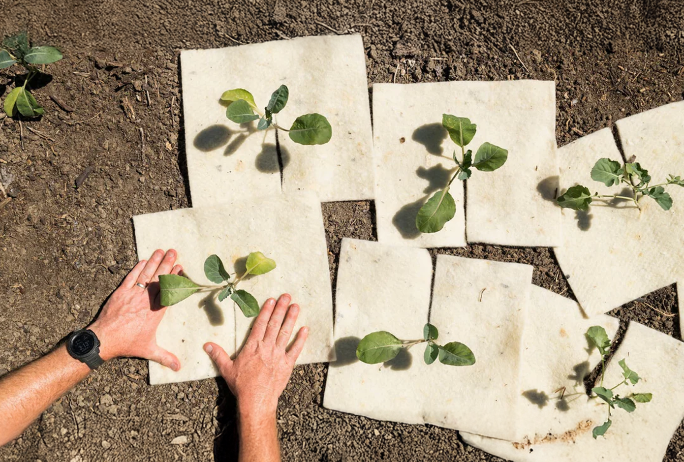 Do Wool Mats Suppress Weeds Effectively? Tips for NZ Gardeners