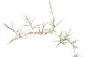 When Couch Grass Gets Through: Why It Happens & How to Stop It