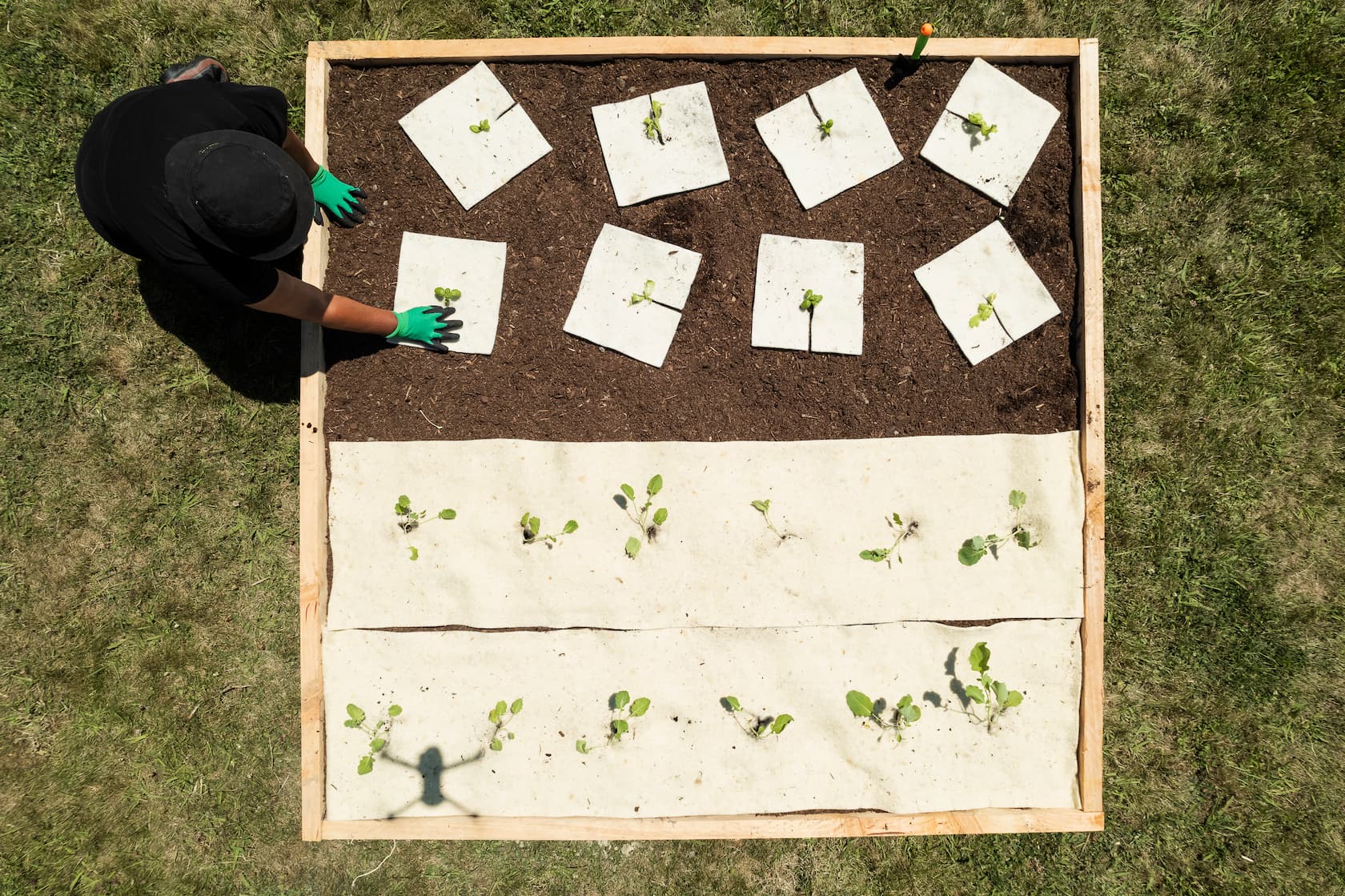 How to Get the Best Tomato Yield This Season Using Wool Mulch Mats