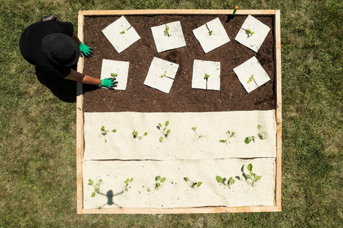 How to Get the Best Tomato Yield This Season Using Wool Mulch Mats