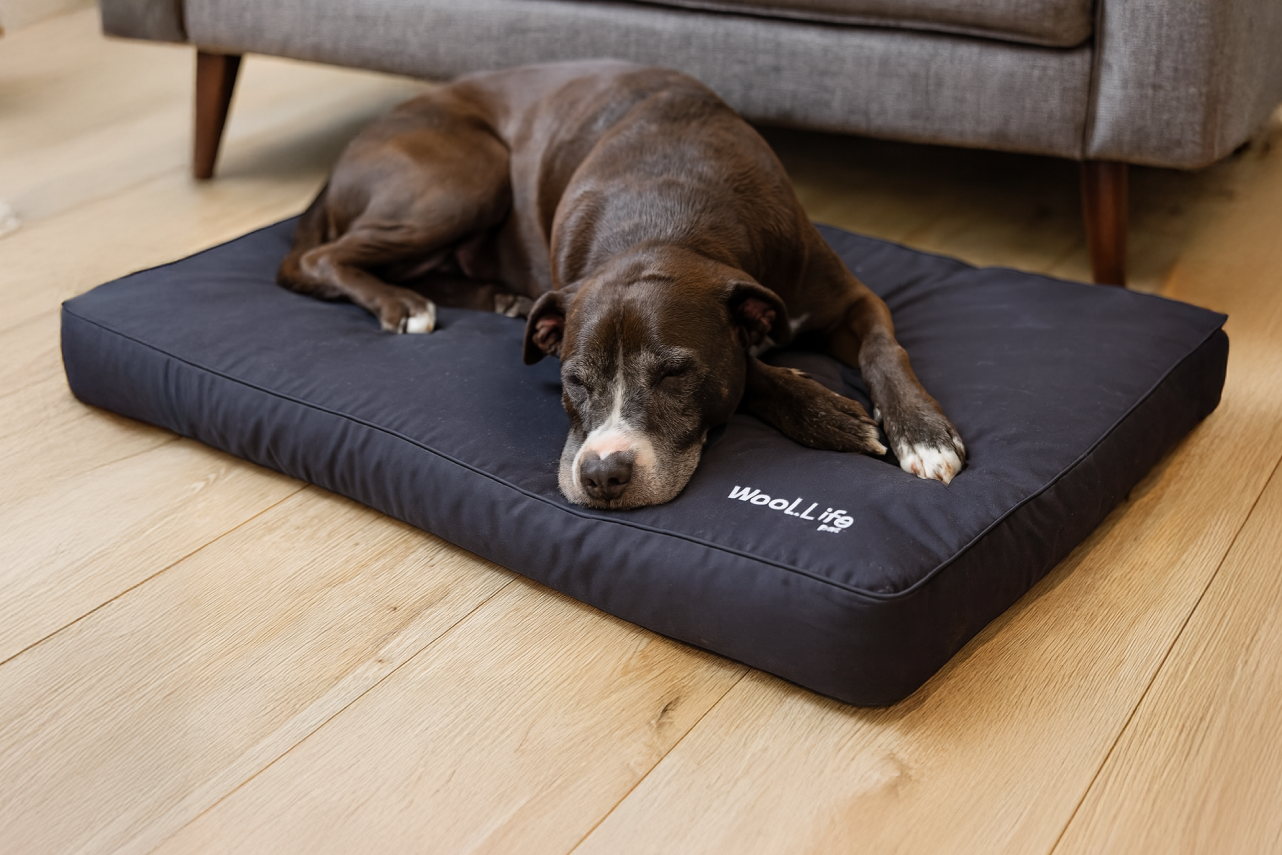 Why Wool-Rich Dog Beds Are a Smart Choice for NZ Dogs