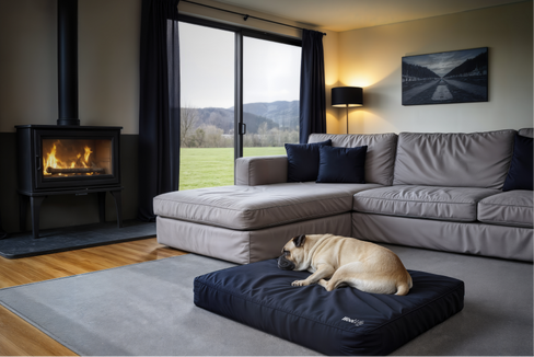How to Keep Dogs Warm in NZ Winters (Why Wool Works Best)