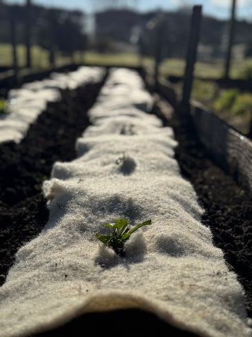 Best Crops to Plant in September in NZ (with Mulch Tips)