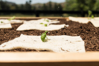 Spring Soil Care for NZ Gardens – How Wool Mulch Mats Help Hold Water