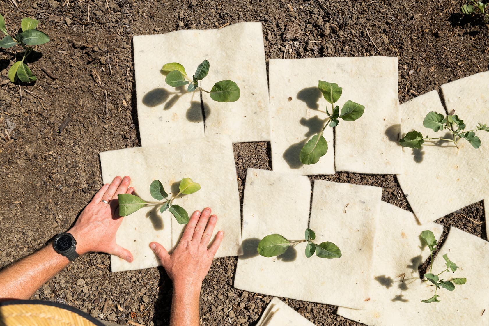 Protecting Drying Soil: Why Summer Starts Now in Your Garden