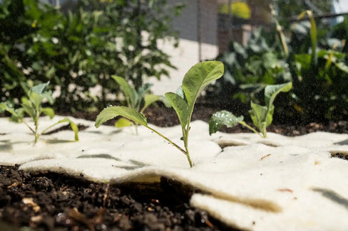 How Long Does Wool Mulch Take to Decompose?