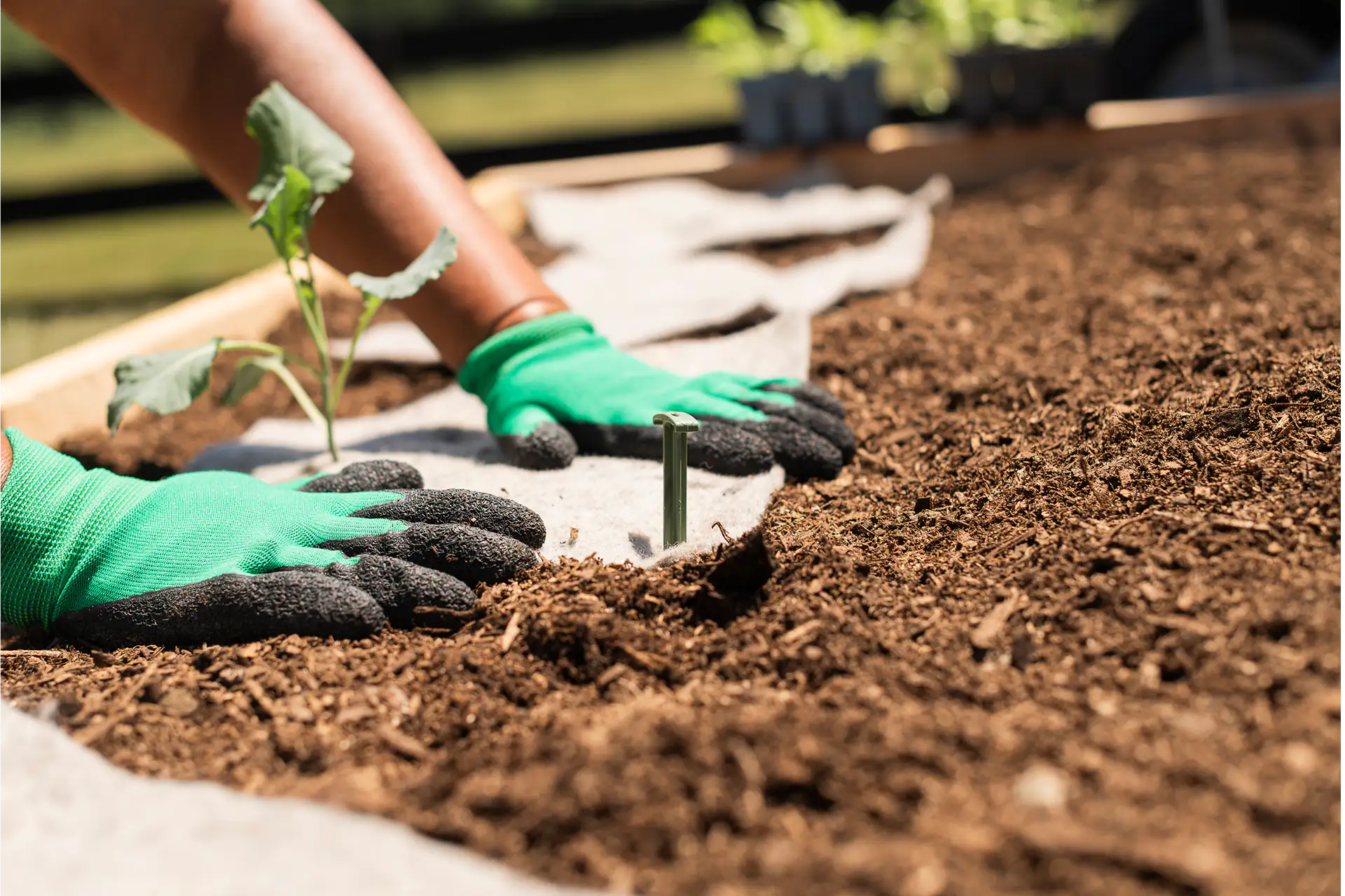 Best Crops to Plant in September in NZ (with Mulch Tips)
