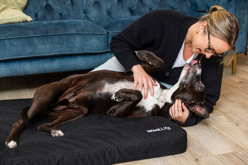 Why Wool.Life Dog Beds Are the Future of Sustainable Comfort