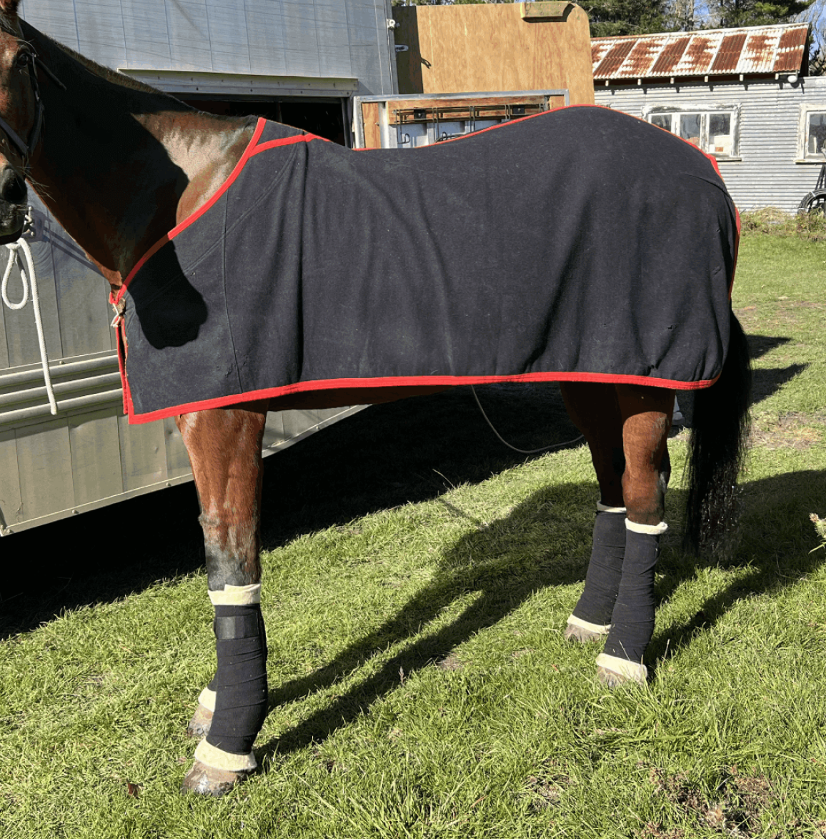Equine Wool Wrap