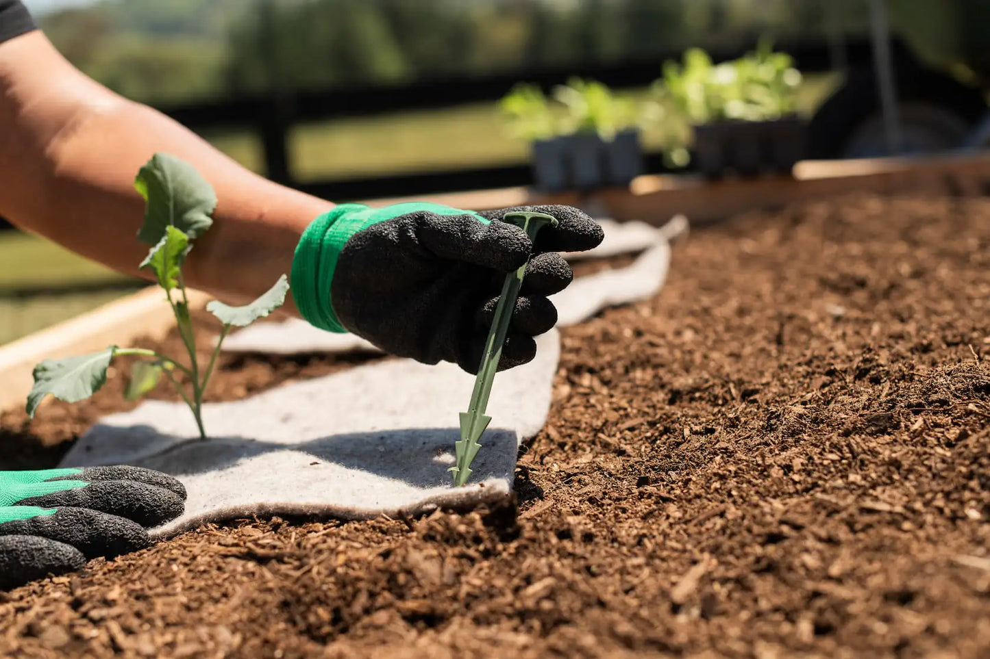 Sustainable biodegradable pegs holding wool mulch mats in place