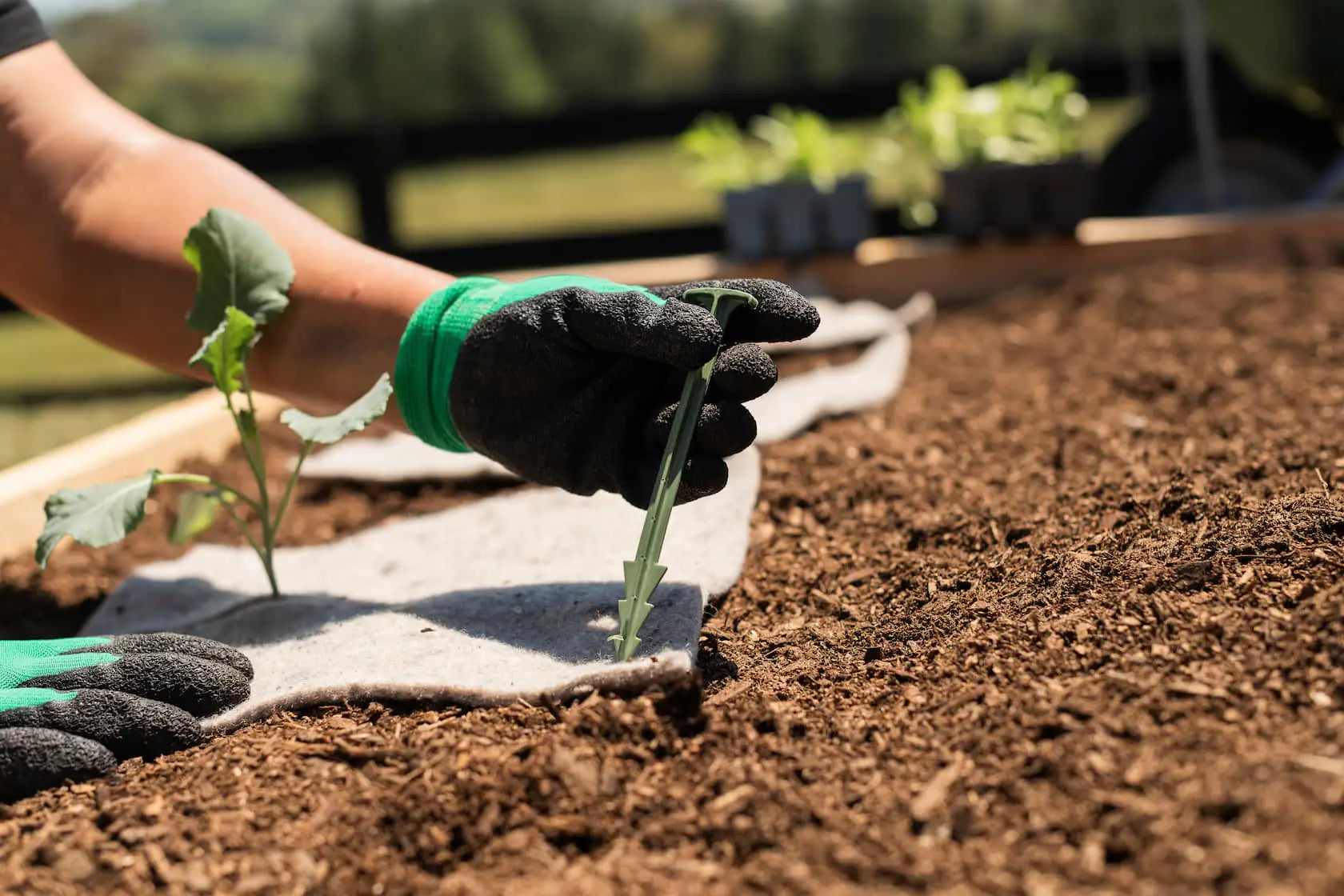 Sustainable biodegradable pegs holding wool mulch mats in place