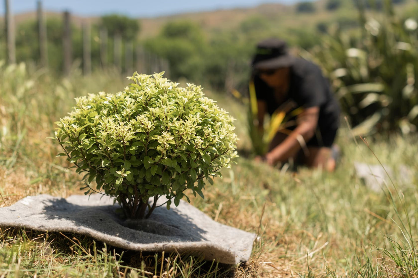 Mulch & Weed Mat from 100% Recycled NZ Wool