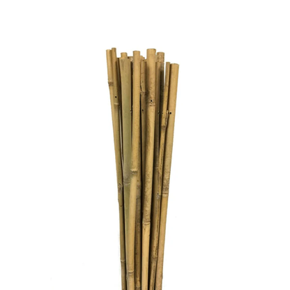 Bamboo stakes supporting Wool.Life EmGuard plant protectors