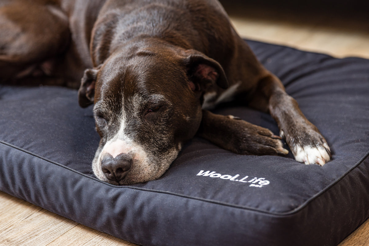 Wool.Life Pet - Dog Bed – Wool Life